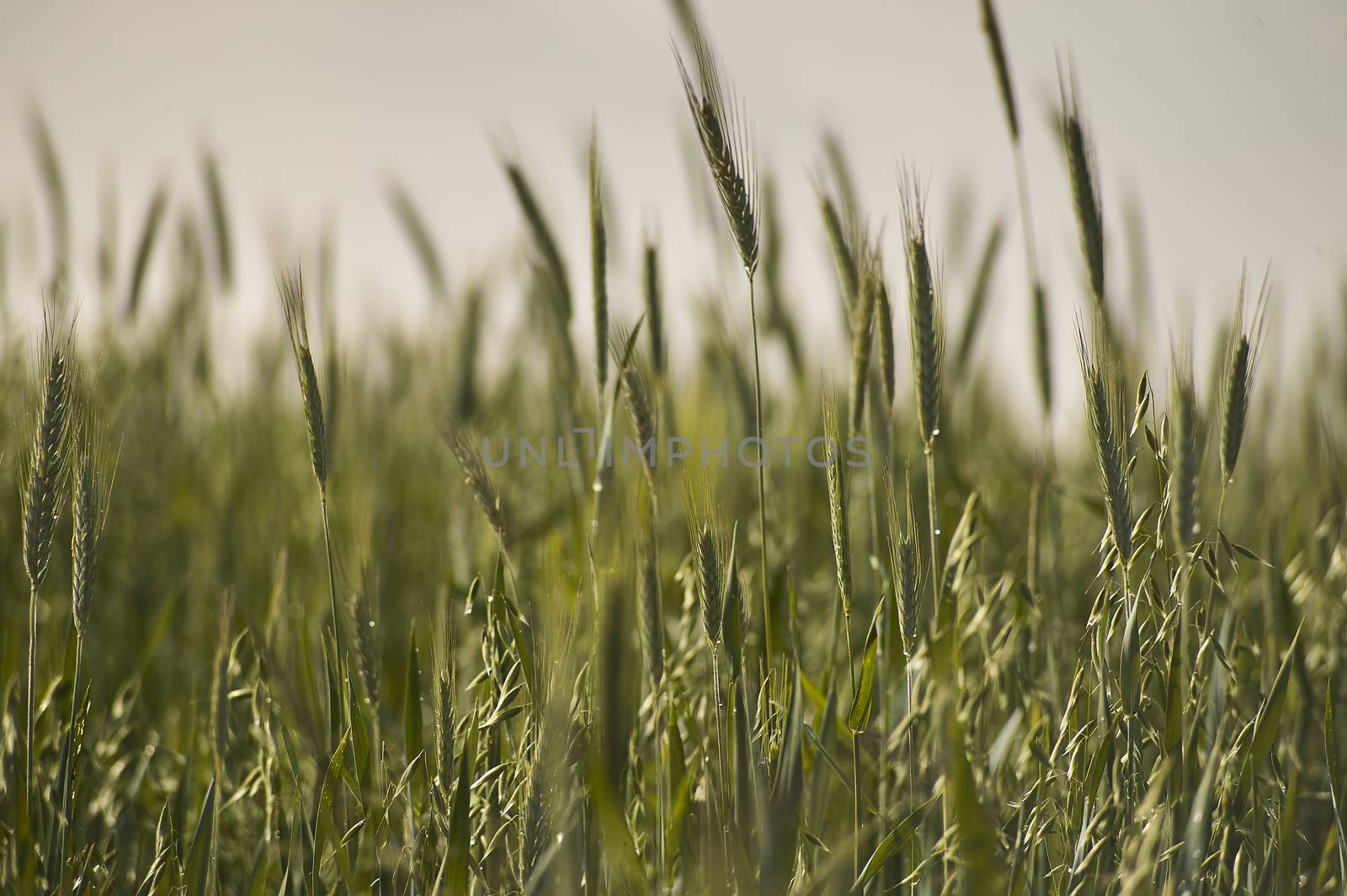 Ears of wheat in a field of cultivation, agriculture in italy.
