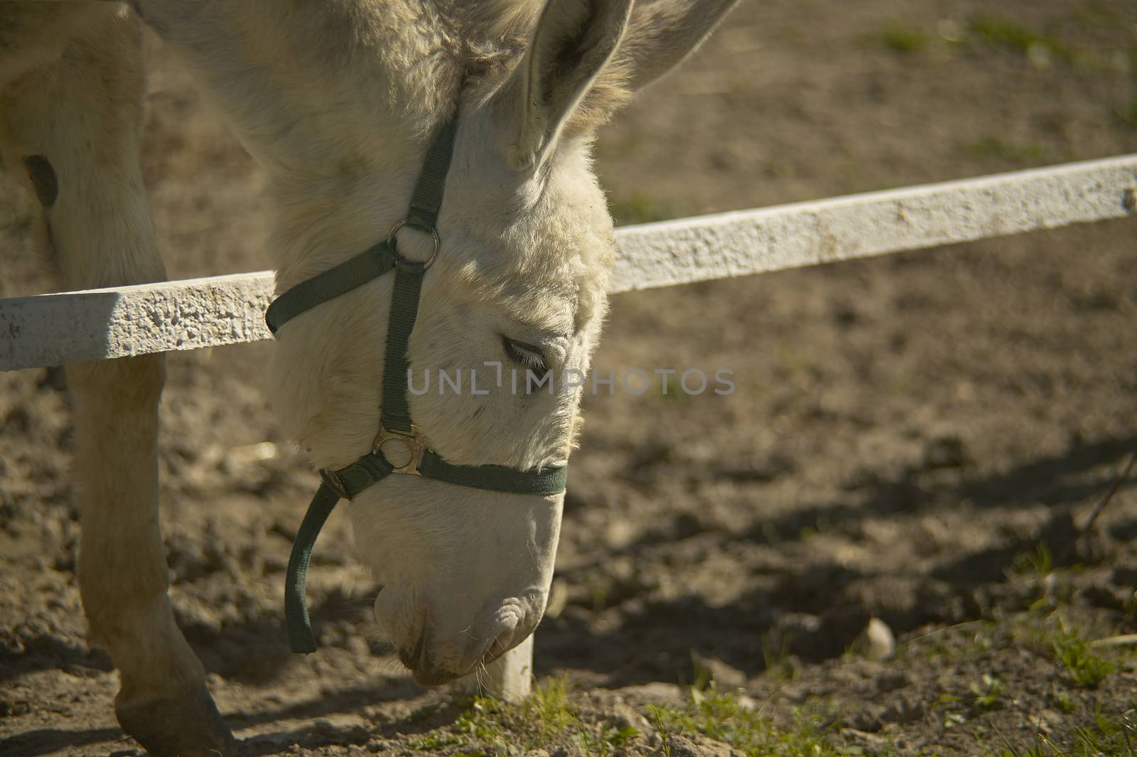 Donkey eating by pippocarlot