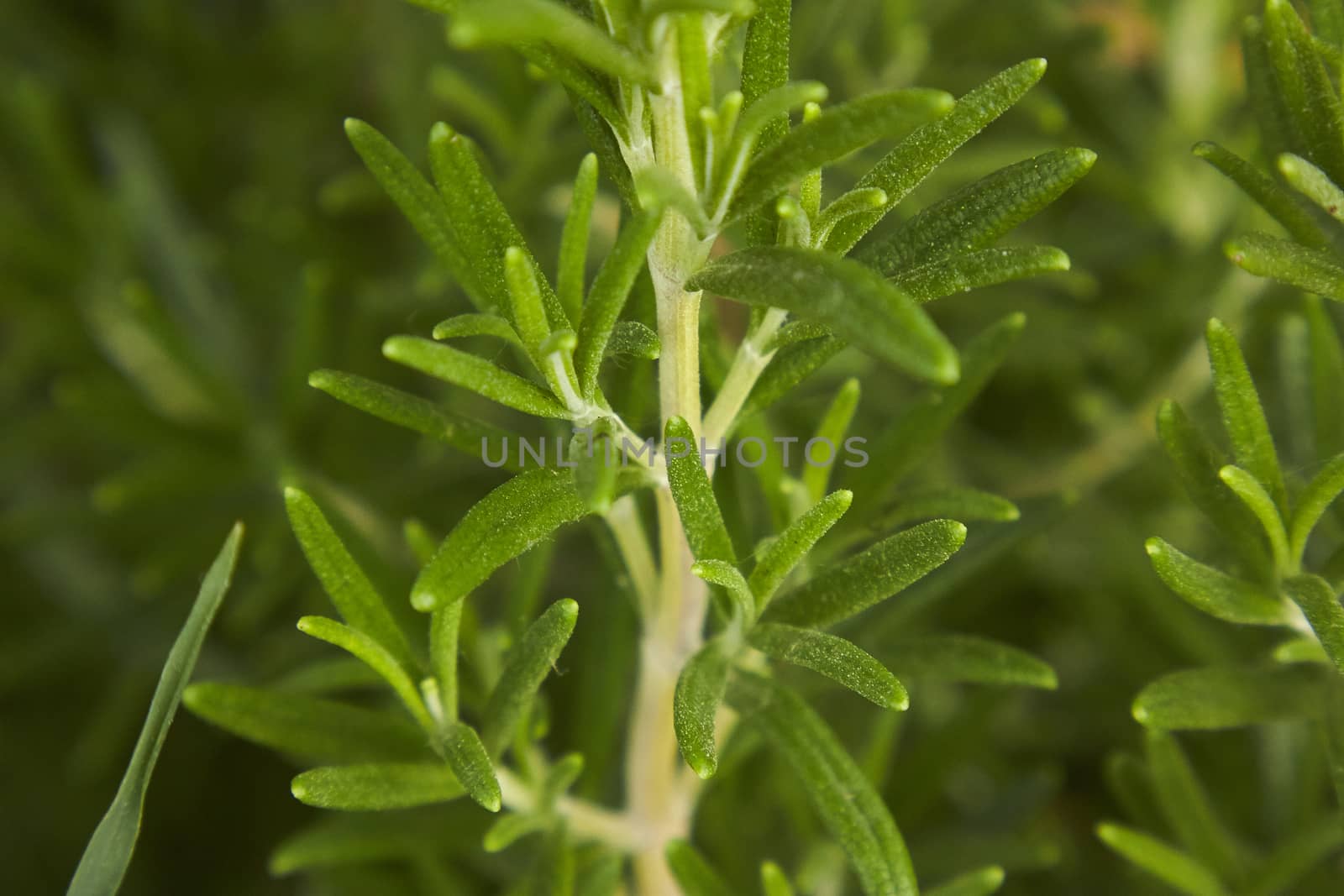 Small detail of rosemary plant: a plant used in the kitchen as amiable spice.