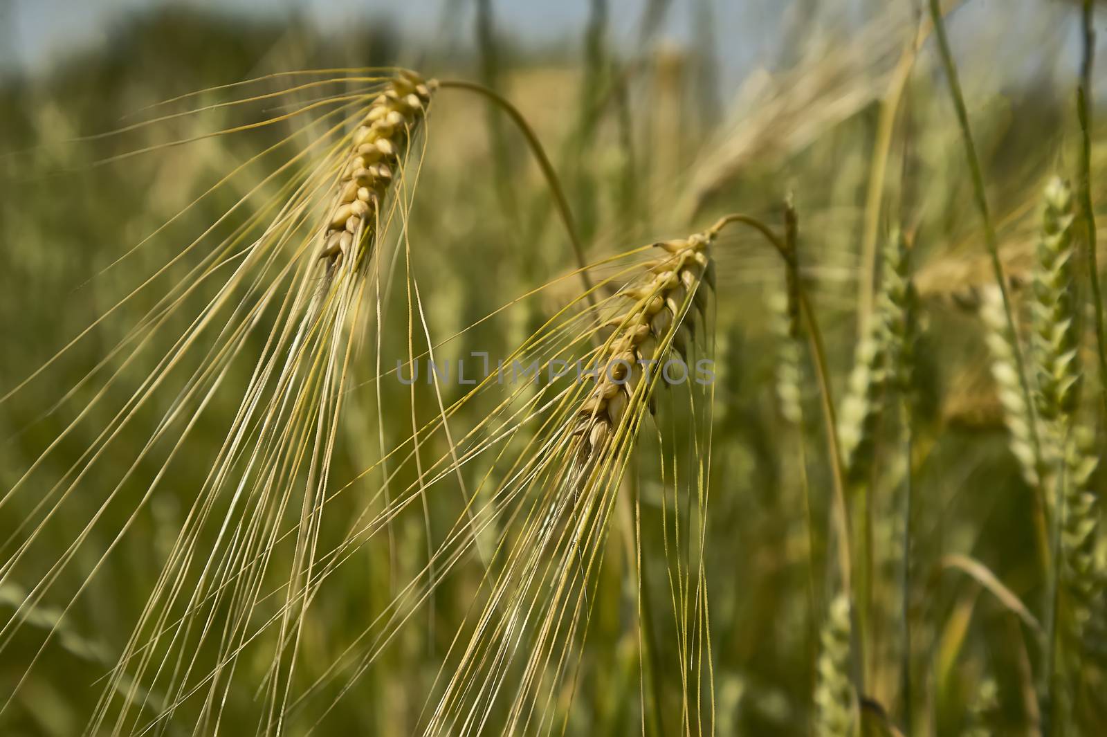 Ears of wheat in a field of cultivation, agriculture in italy.