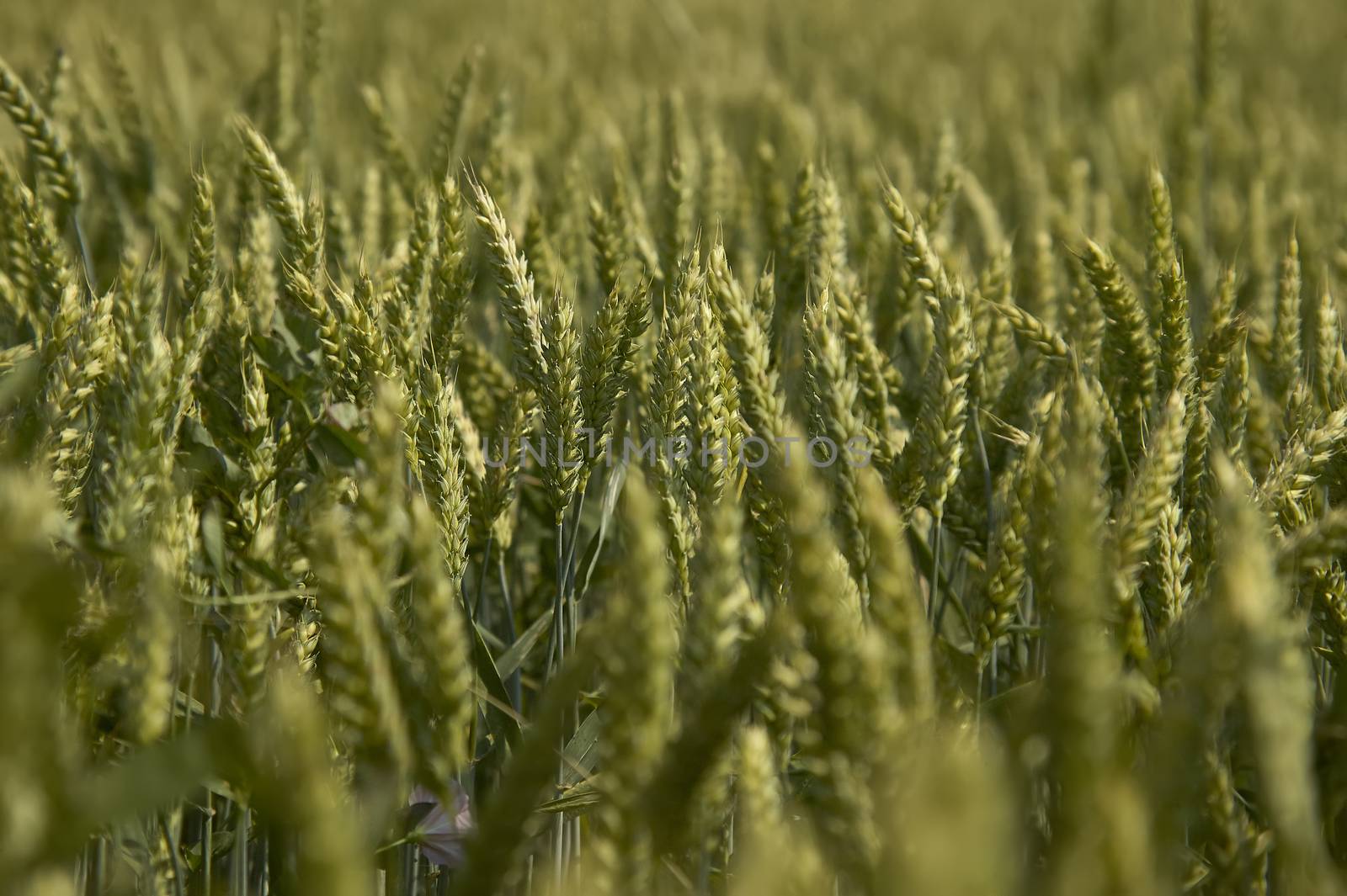 Ears of barley in a field by pippocarlot
