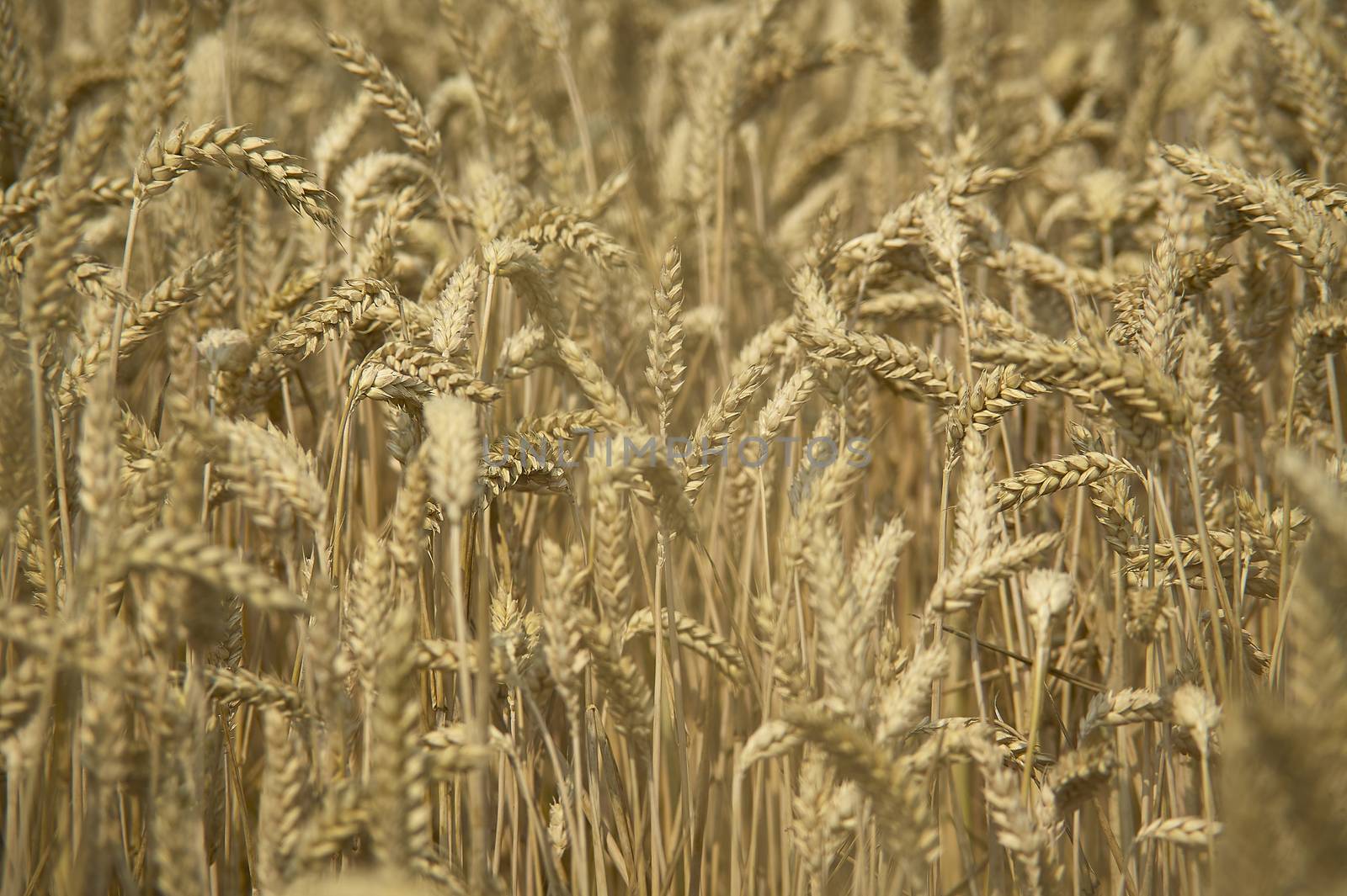 Ears and grain of wheat in a field of cultivation, agriculture in italy.