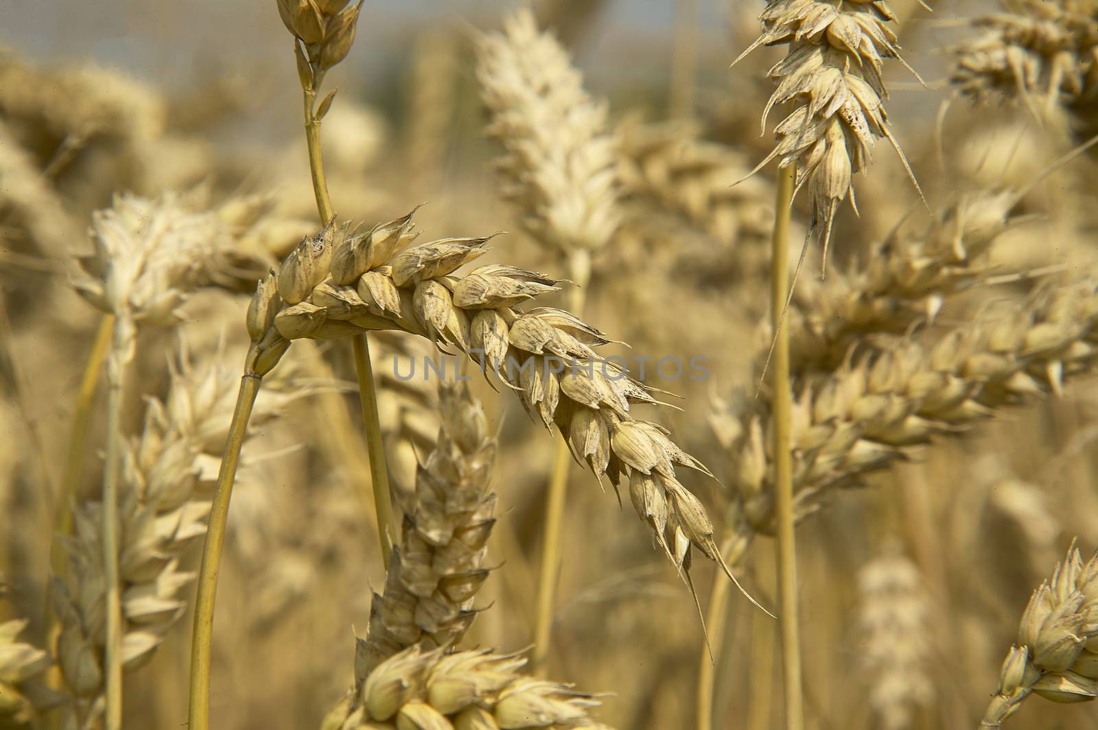Grain of wheat by pippocarlot