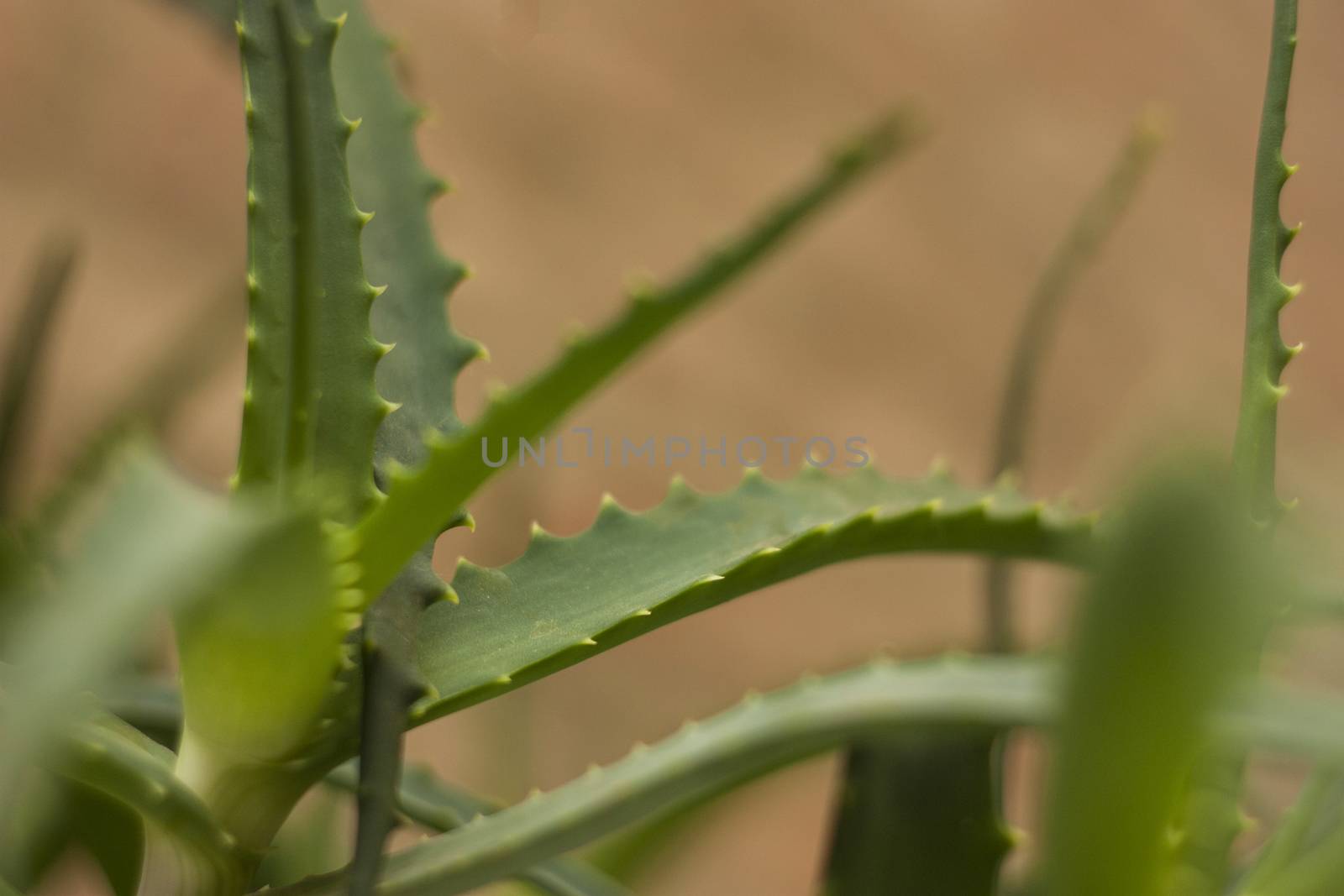 Detail of a leaf of the Aloe plant. An extraordinary plant and a thousand properties.