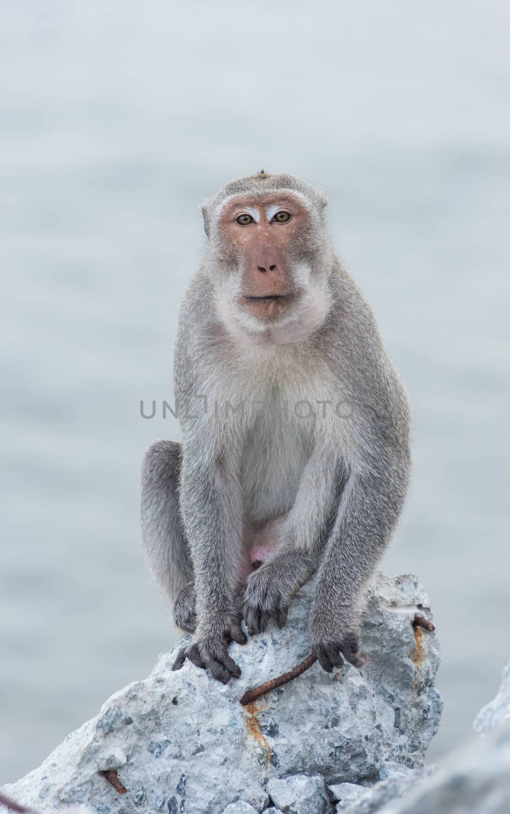 Monkey sitting on the rock watching sea of Thailand