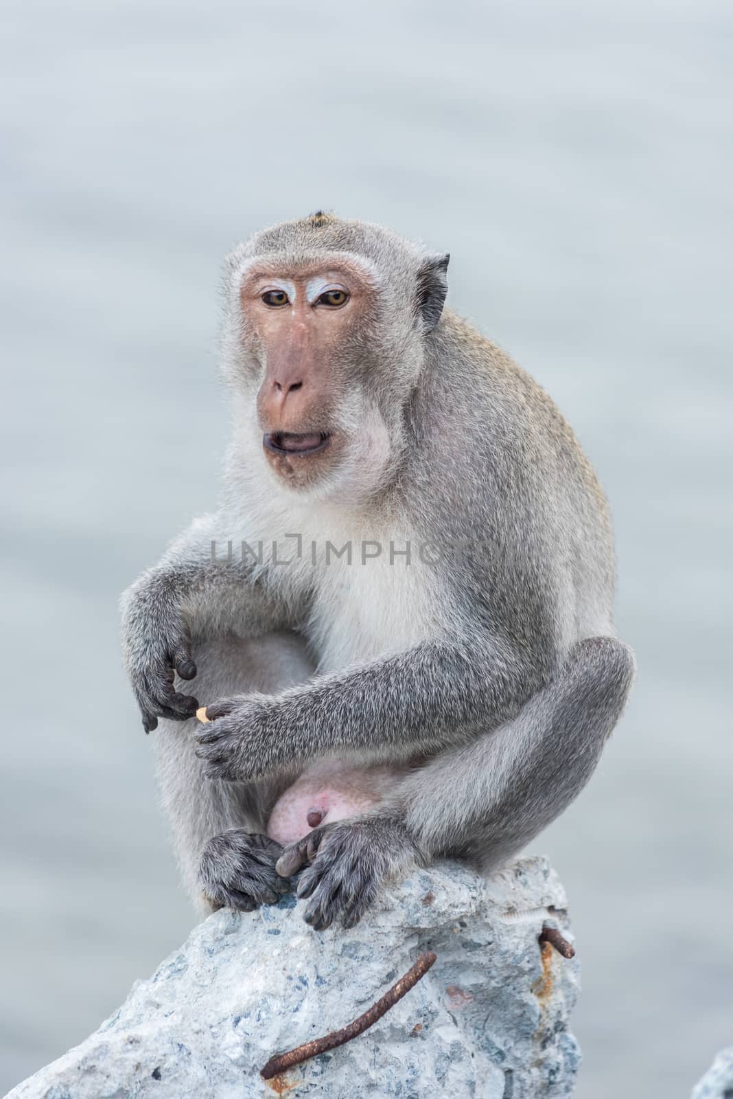 Monkey sitting on the rock watching sea by Sorapop