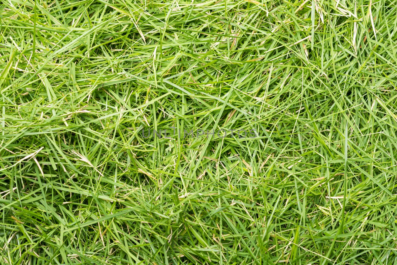Green grass texture background by Sorapop