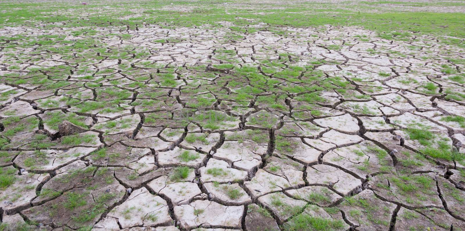 land with dry cracked mud ground texture with new plant