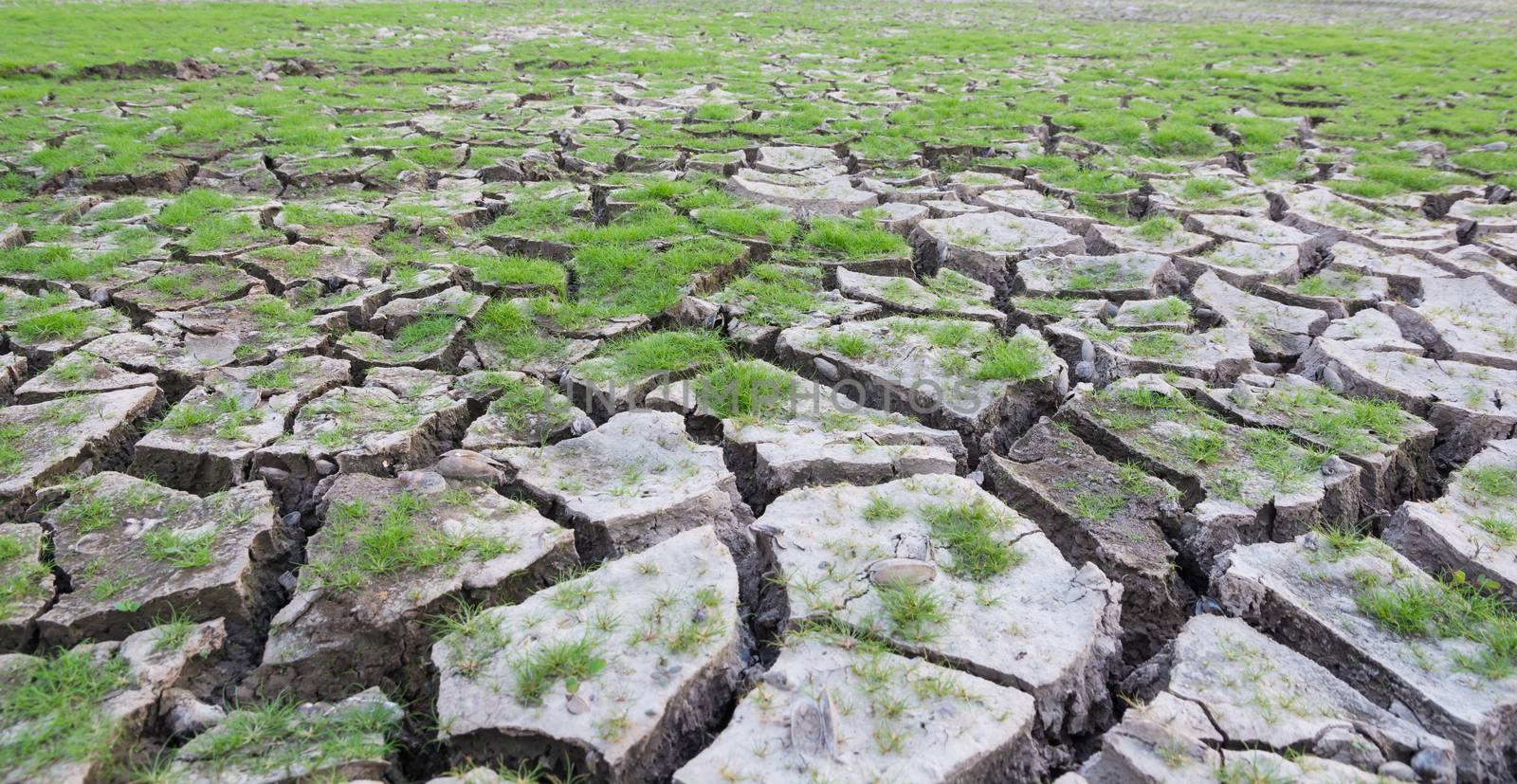 land with dry cracked mud ground texture with new plant
