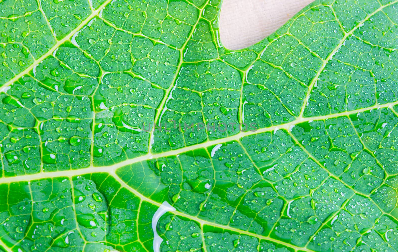 macro water drops on green leaf background texture