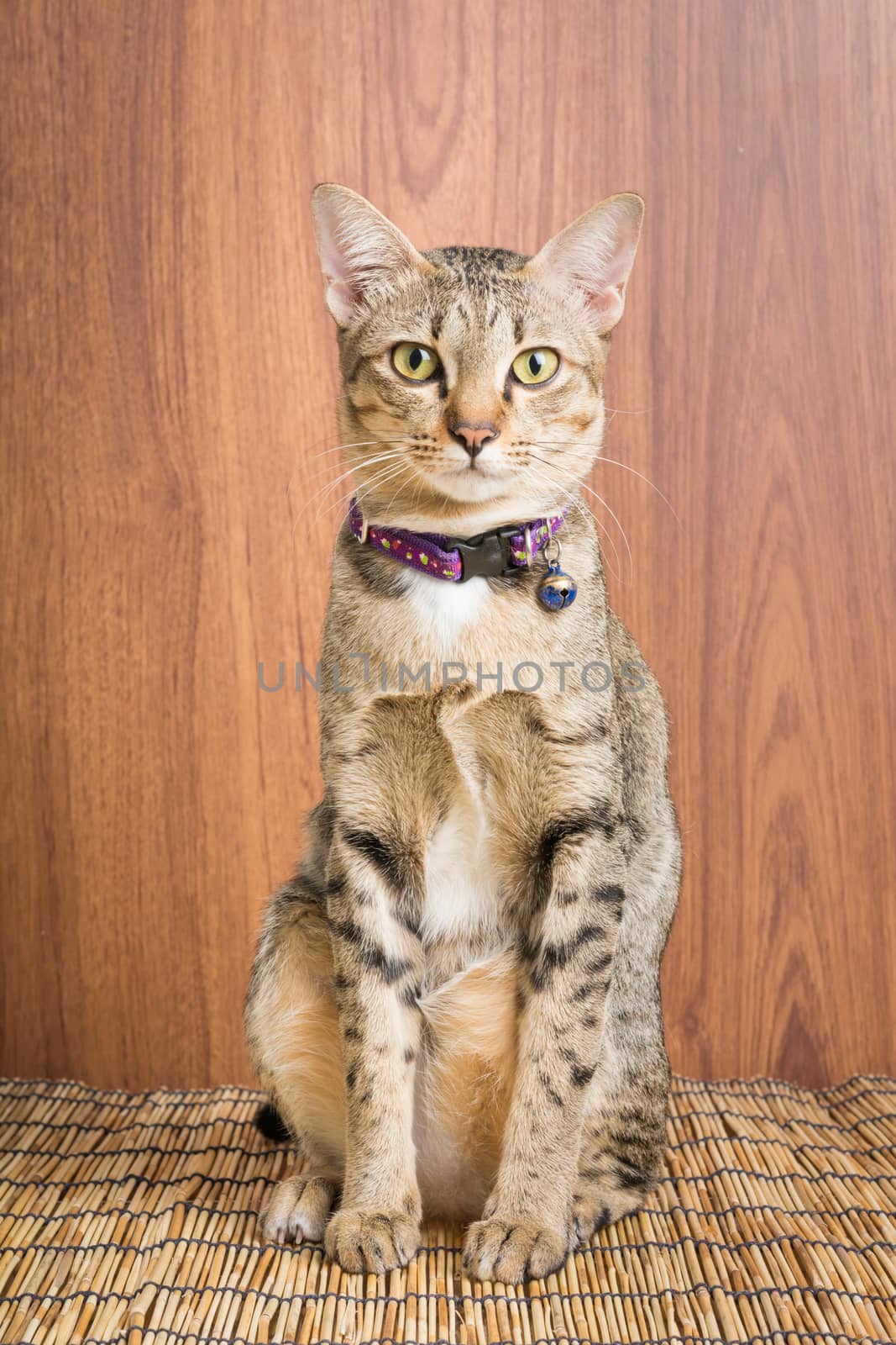 Asia cat breed on a wooden background