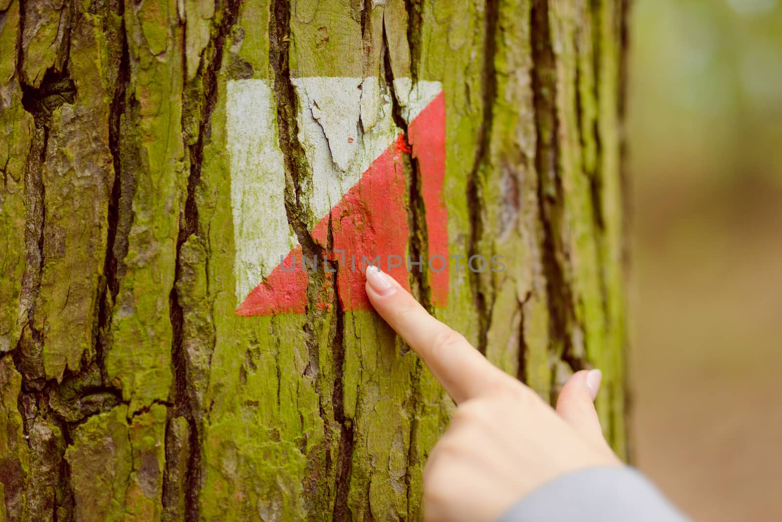 the finger shows the marking of white and red trail in the woods on the tree