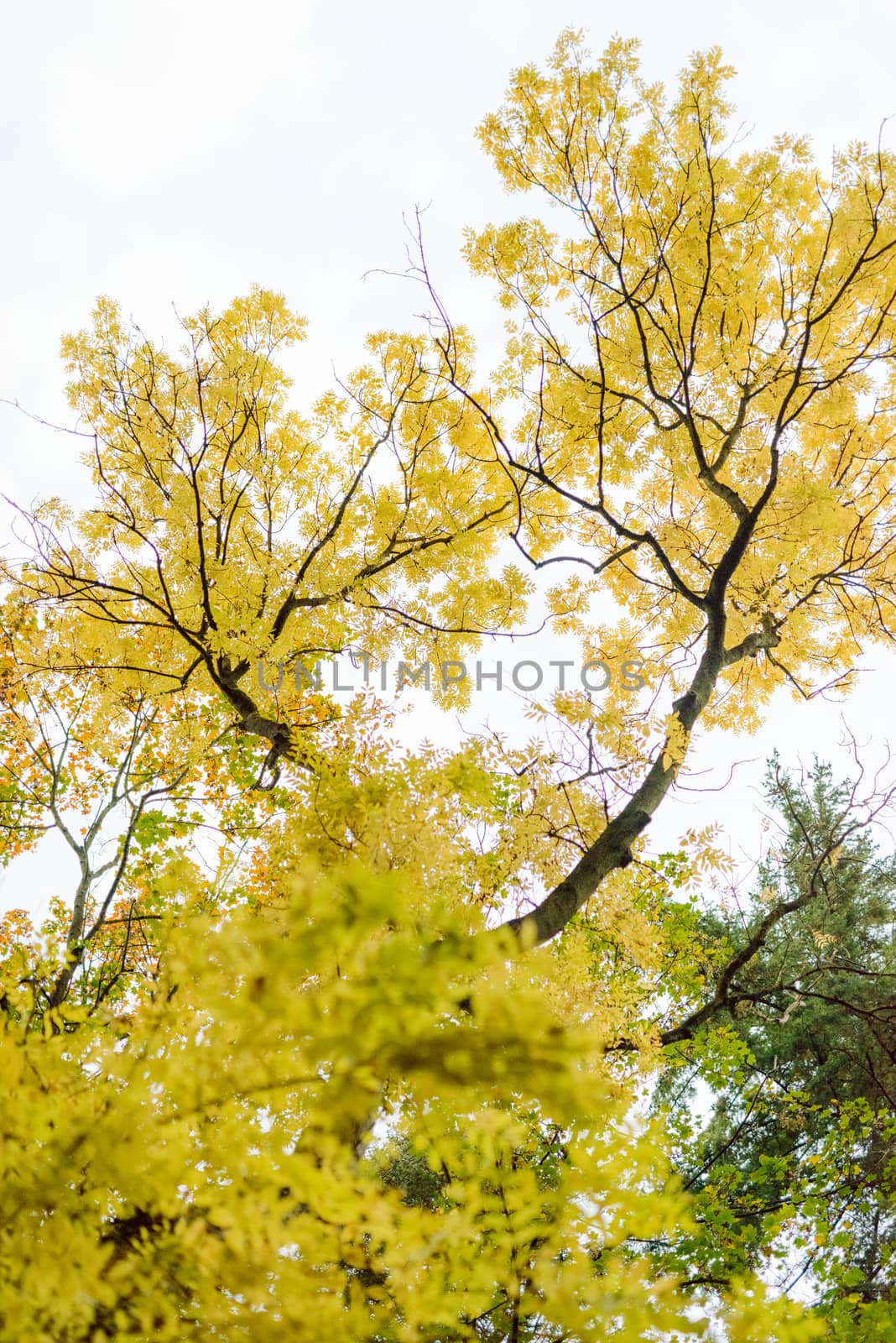 Colorful autumn tree with yellow leaves. View up