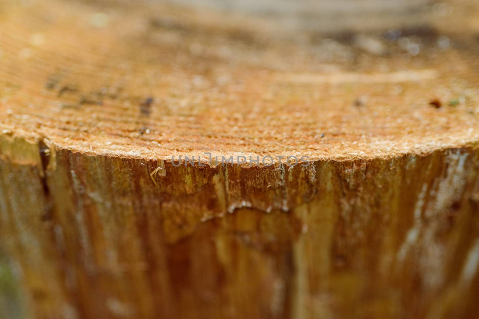 Cross section of tree trunk showing growth rings in the forest. Selective focus