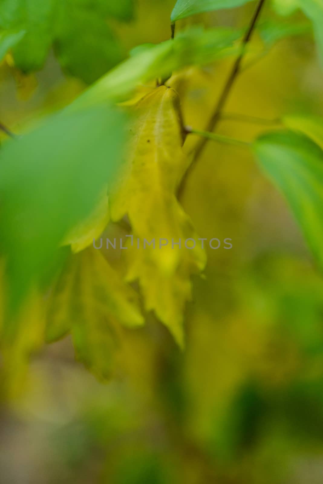 Colorful autumn tree with light green leaves. View up