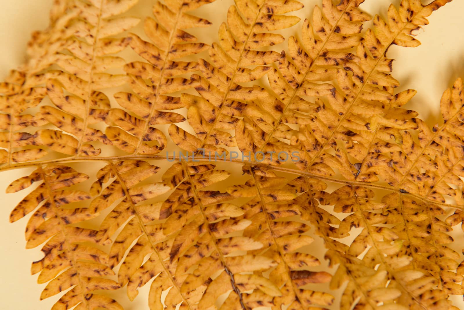 Autumn fern leaves isolated on yellow background with copy space. Horizontal orienattion. Minimalistic style. View from above.