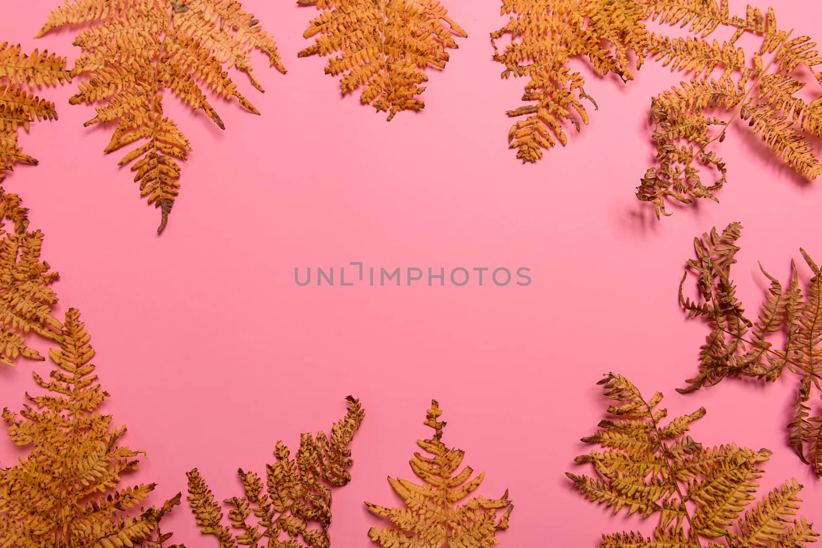 Autumn fern leaves isolated on pink background with copy space. Horizontal orienattion. Minimalistic style. View from above.