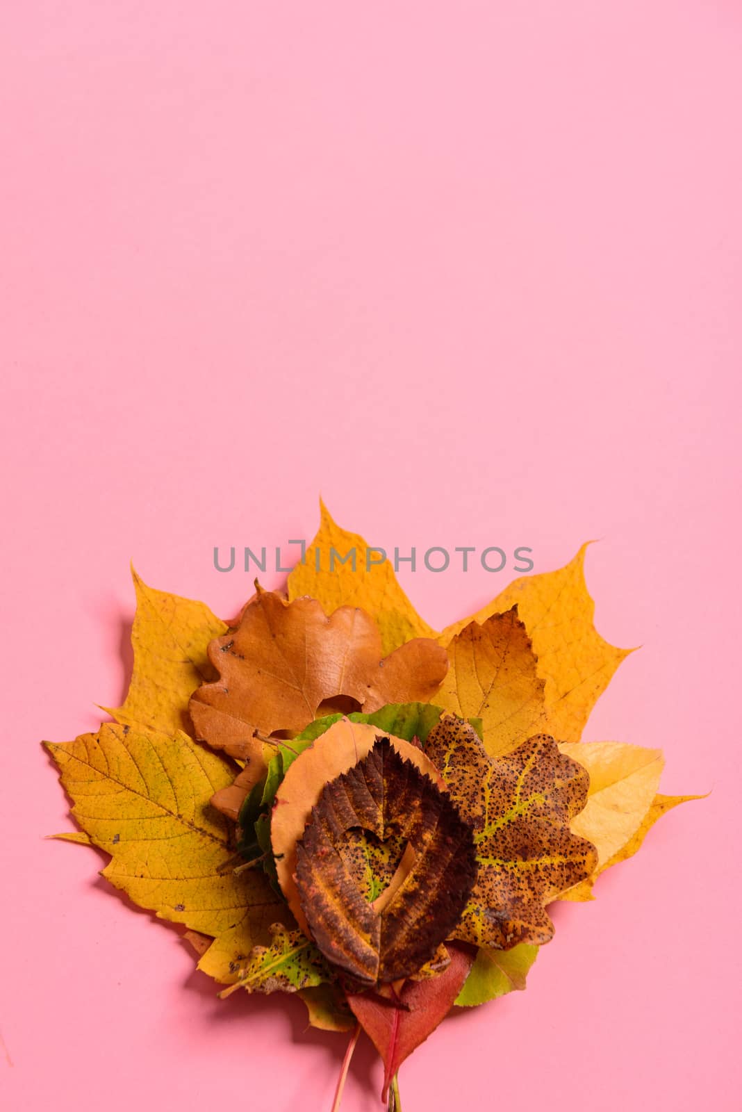 Colorful withered leaves. With the heart shape cut out in the middle on pink background. Studio shoot. View from above. Vertical orientation. Copy space. Minimalistic style