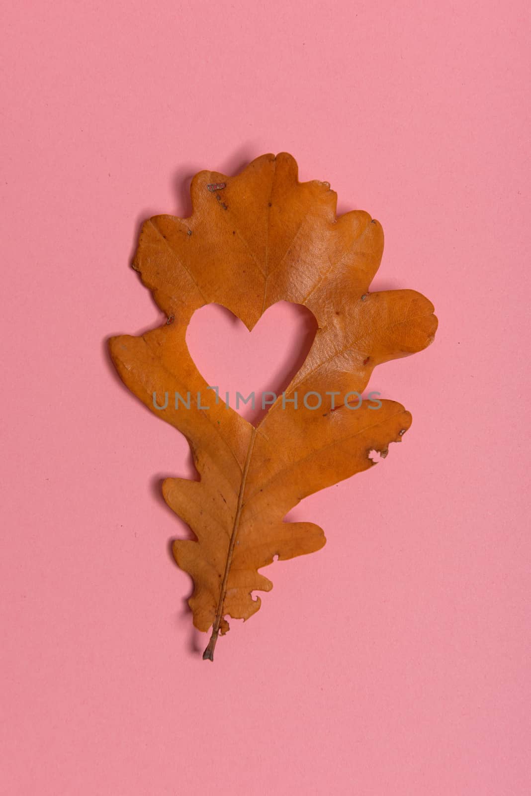 Brown oak withered leaf. With the heart shape cut out in the middle on pink background. Studio shoot. View from above. Vertical orientation. Copy space. Minimalistic style