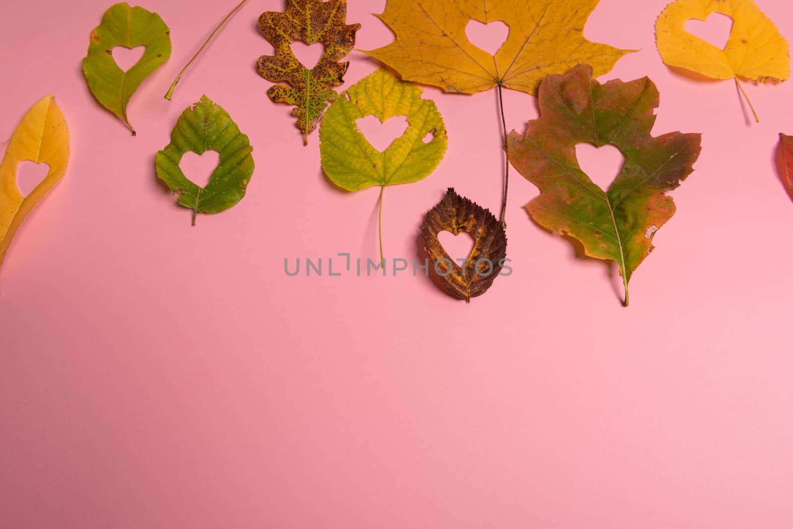 Background group autumn orange, green, yellow and brown leaves. with the heart shape cut out in the middle on pink background. Studio shoot. View from above. Horizontal orientation. Copy space.