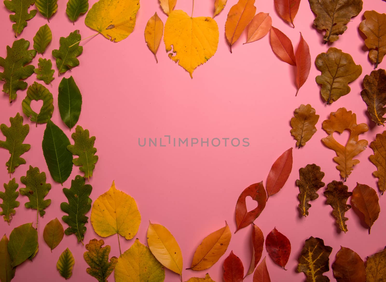 Background group of autumn orange, green, yellow and brown leaves. Heart shape on pink background. Studio shoot. View from above. Horizontal orientation. Copy space.