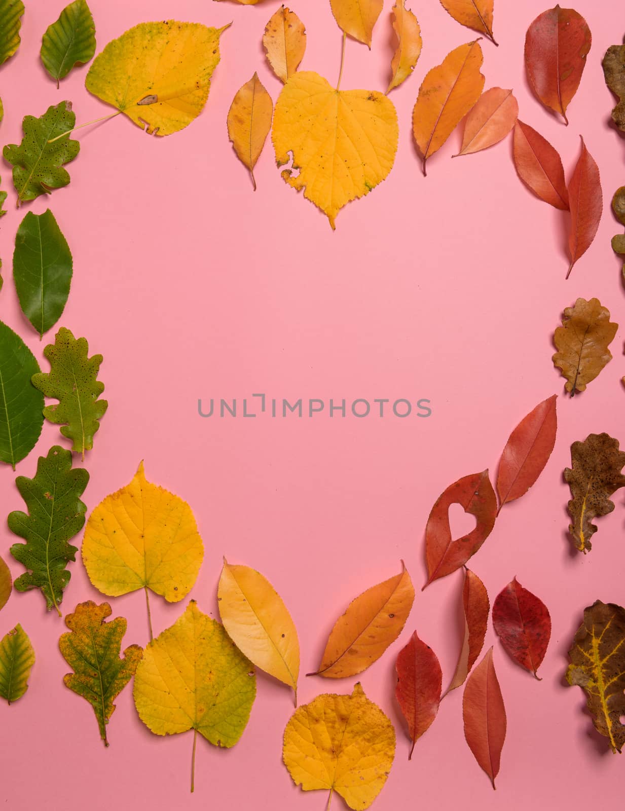 Background group of autumn orange, green, yellow and brown leaves. Heart shape on pink background. Studio shoot. View from above. Vertical orientation. Copy space