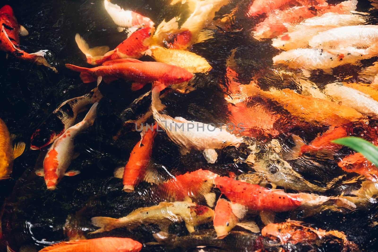 Many beauty carp fish colorful swimming on garden pond