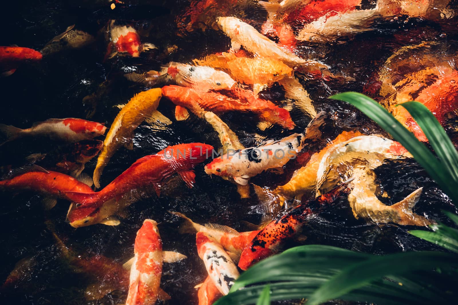 Many beauty carp fish colorful swimming on garden pond