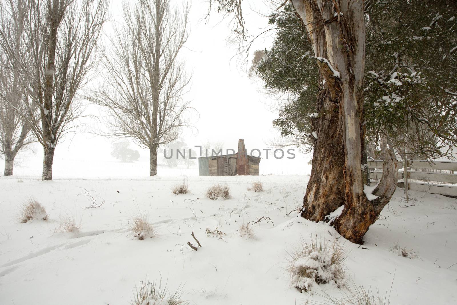 Winter wonderland with fields covered in snow, as snow falls, trees without leaves and other robust gums covered in snow.  A rustic timber shed or outbuilding in the distance