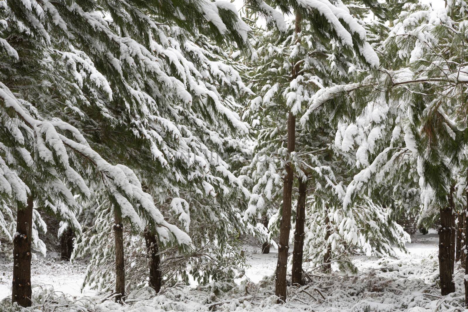 Beautiful pine trees covered in a snow in a rural plantation field near Oberon.