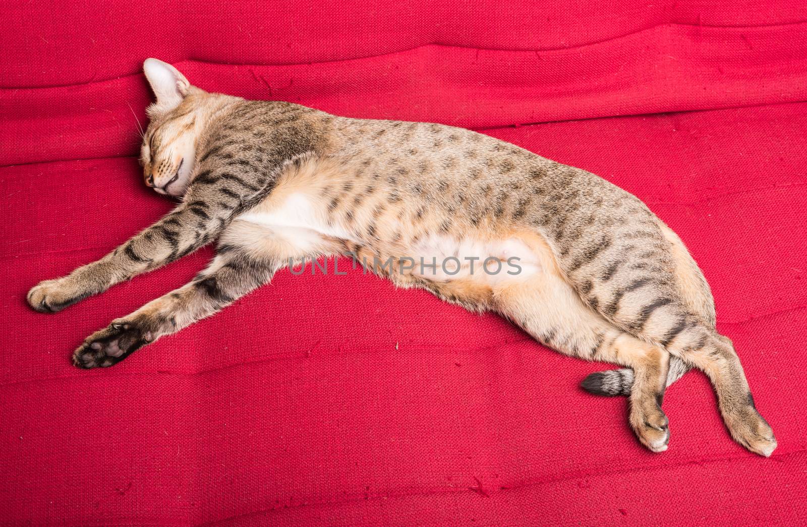 tiger (tabby) cat relaxing sleepping on red sofa