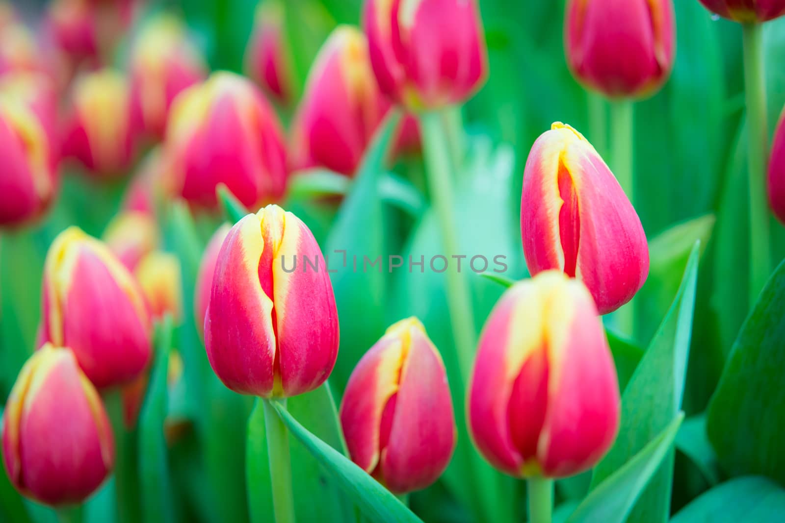 Beautiful colorful Tulip flower on nature background