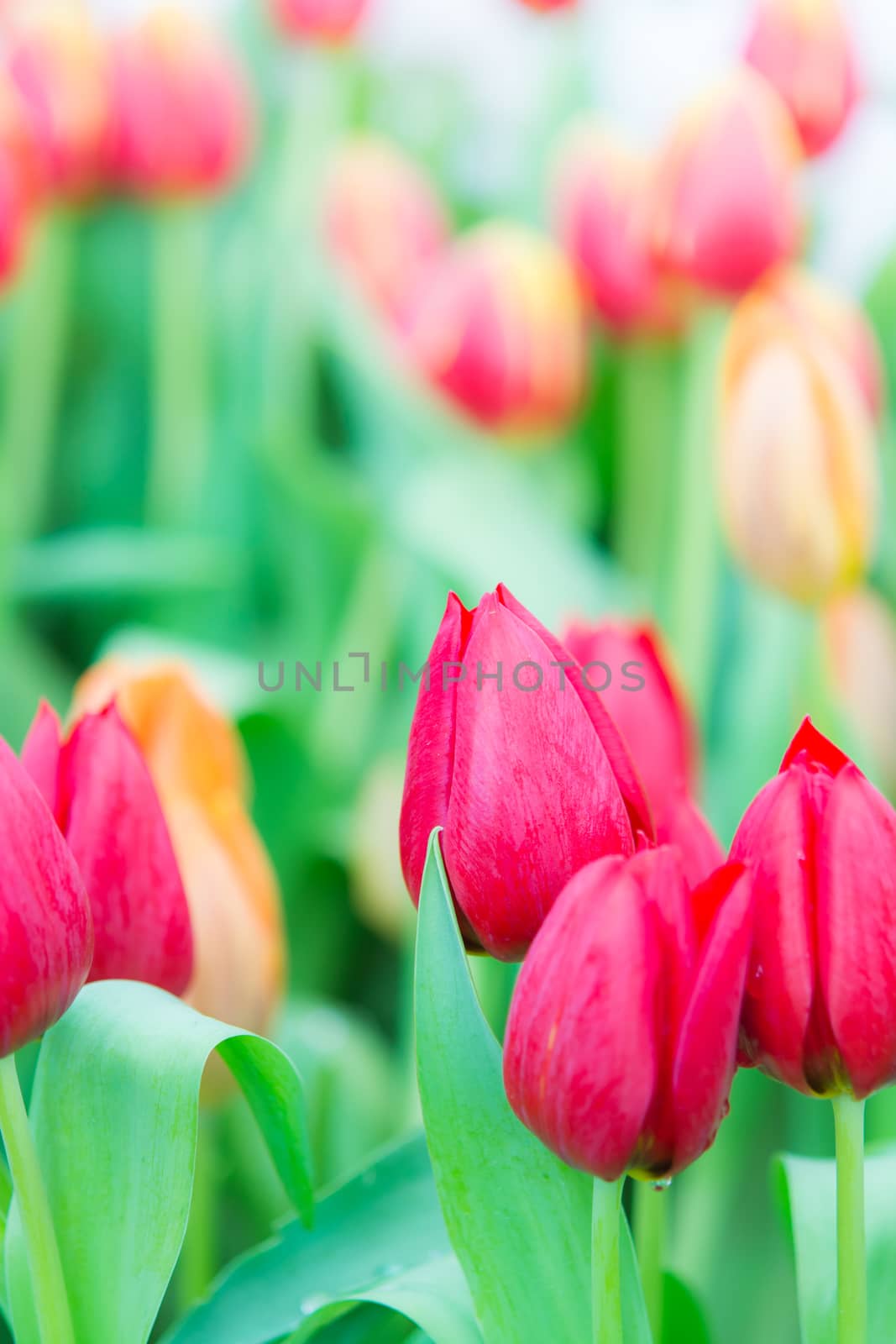 Beautiful colorful Tulip flower on nature background
