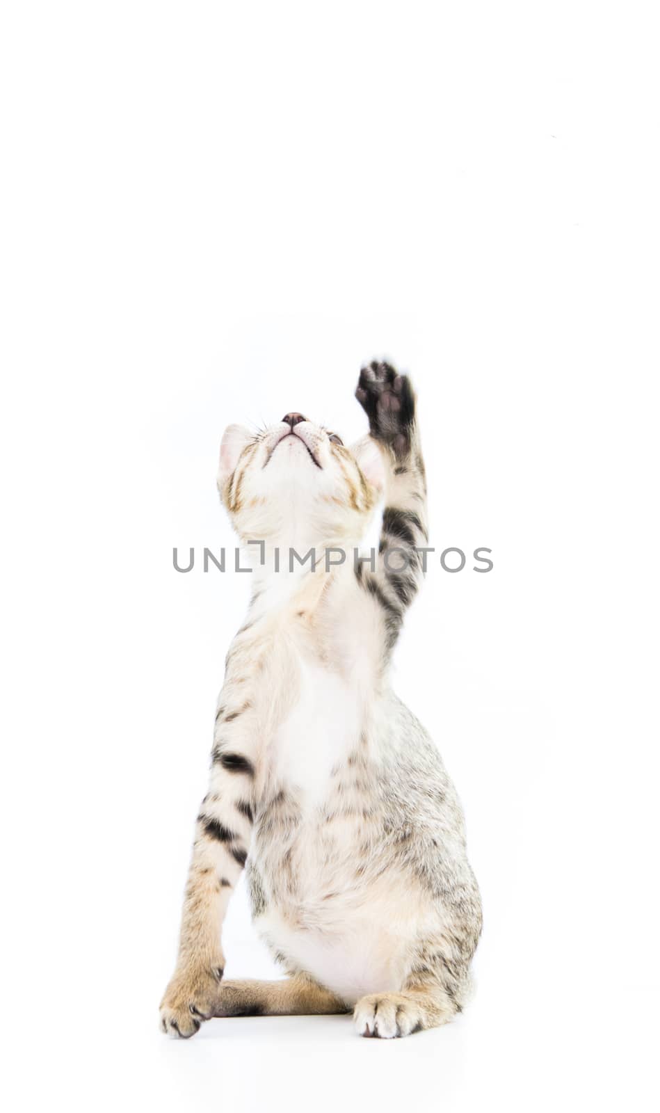 playful toyger kitten stand up show hand isolated on over white background