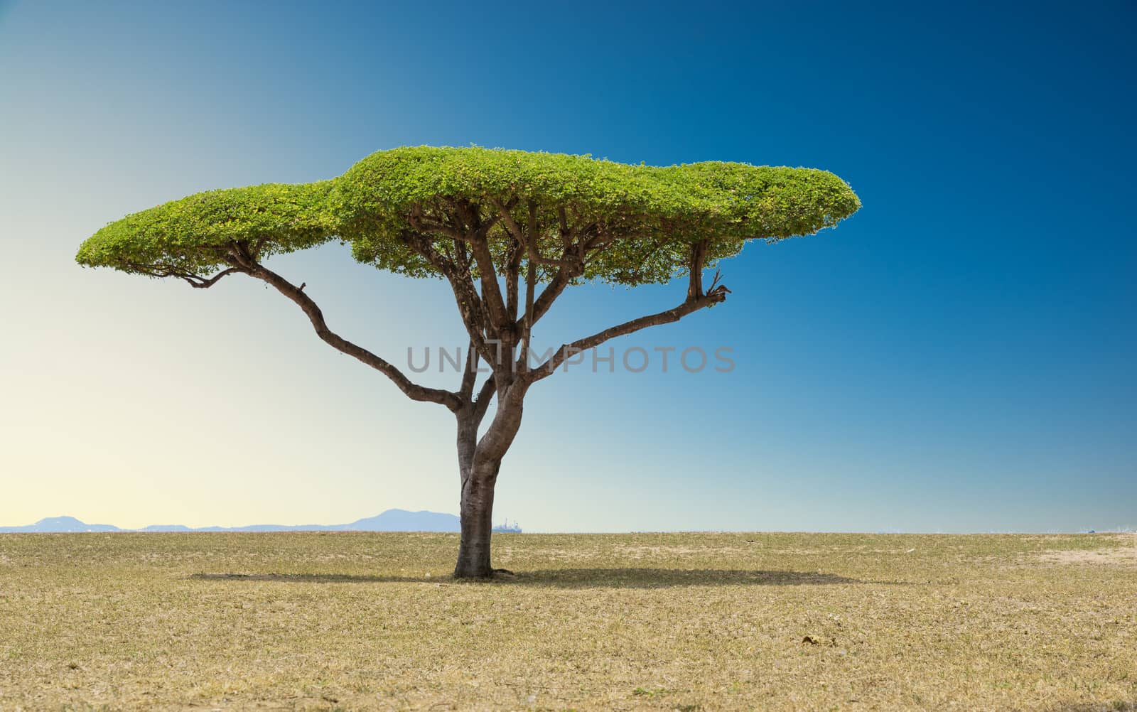 Beautiful landscape tree in the lawn at sunset sunrise