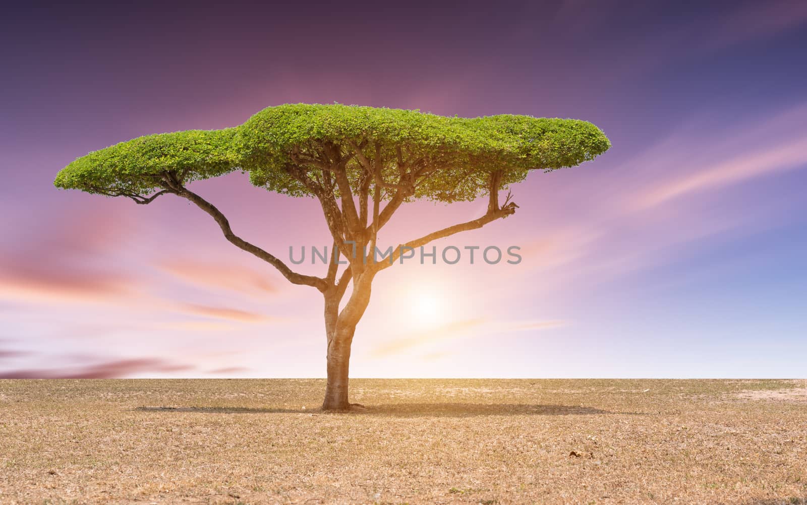 Beautiful landscape tree in the lawn at sunset sunrise