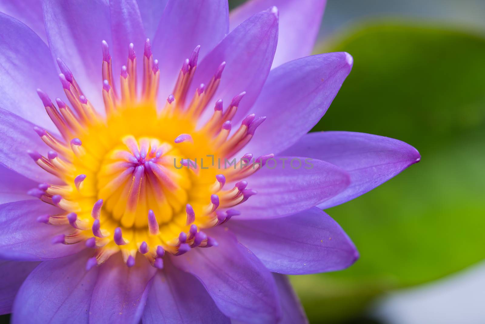 image of water lily or a lotus flower on the nature water