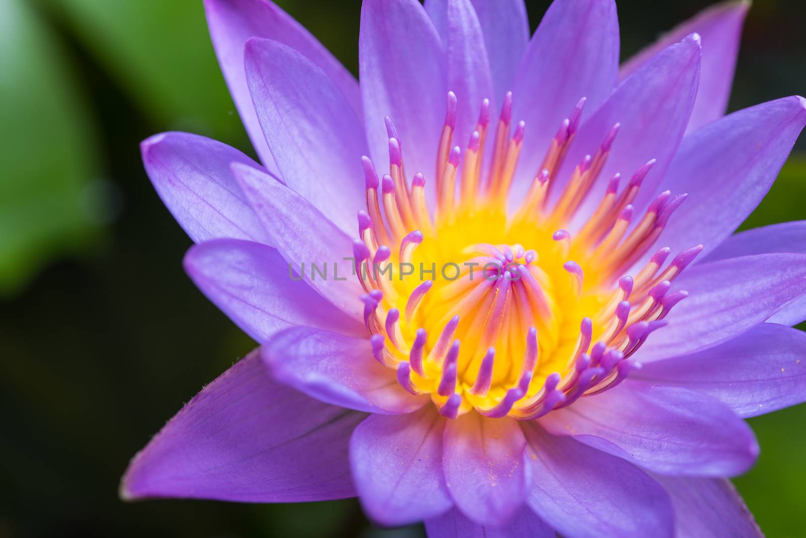 image of water lily or a lotus flower on the nature water