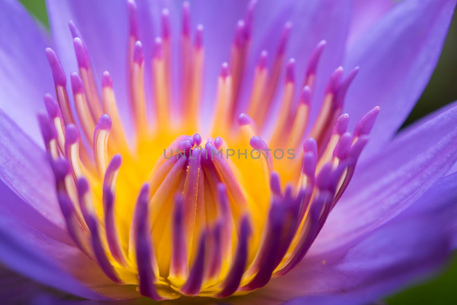 image of water lily or a lotus flower on the nature water