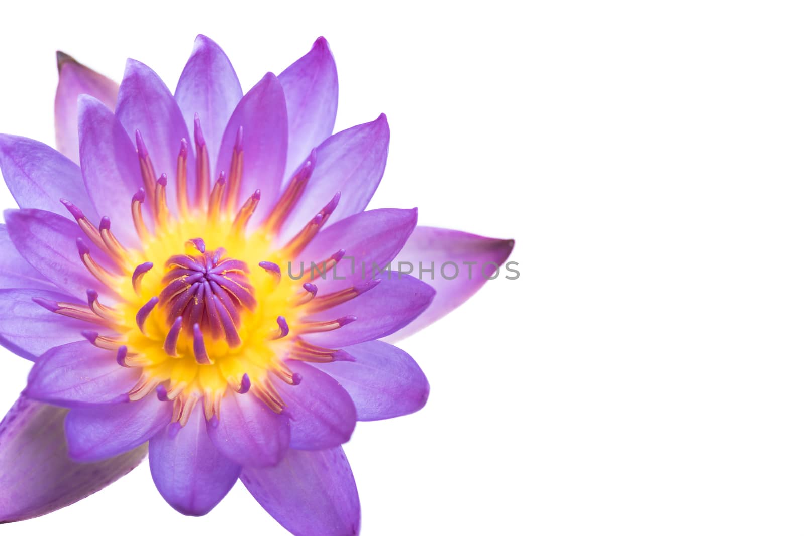 Pink Lotus flowers blooming isolated on over white background.