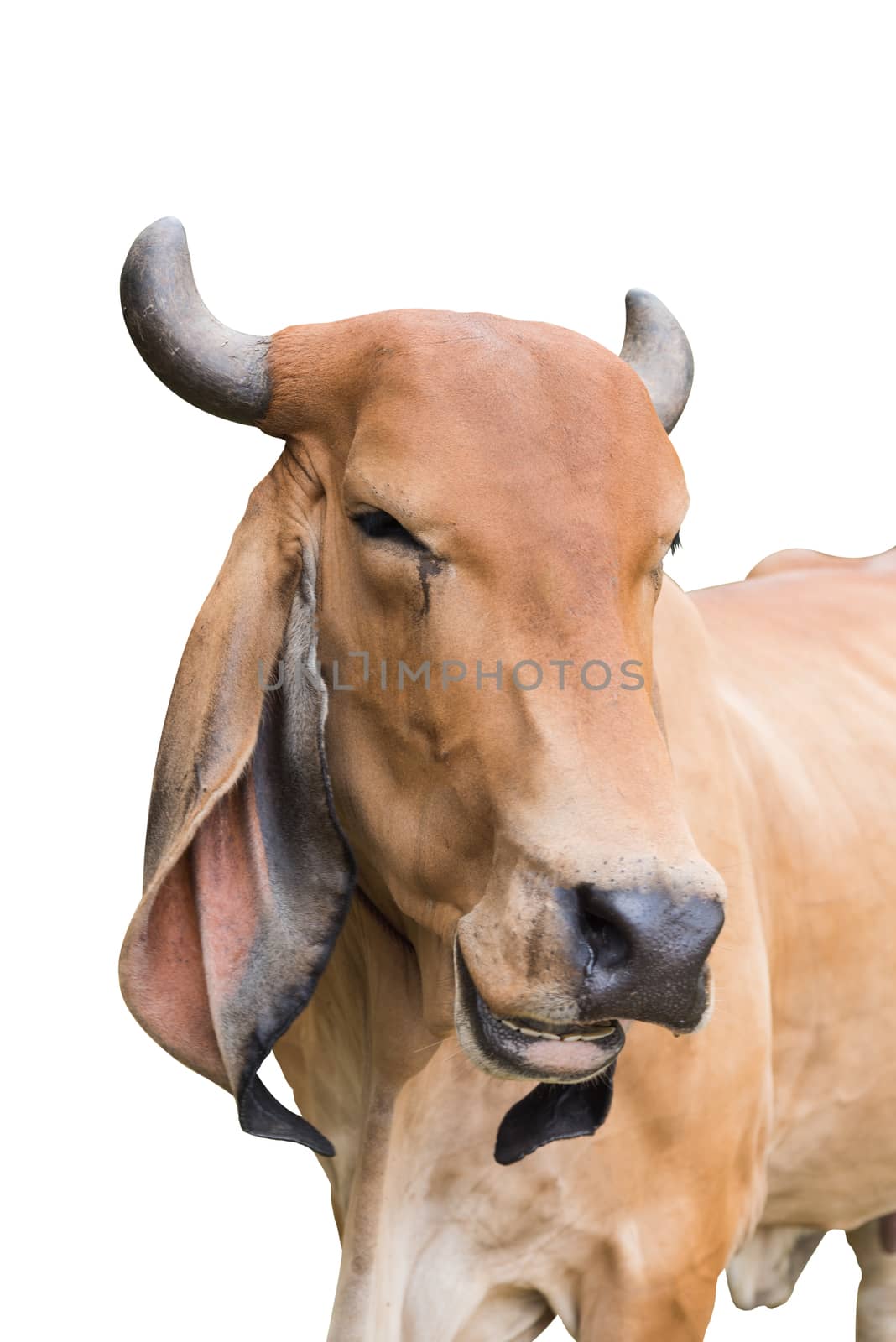 Asia old cow smile isolate on white background