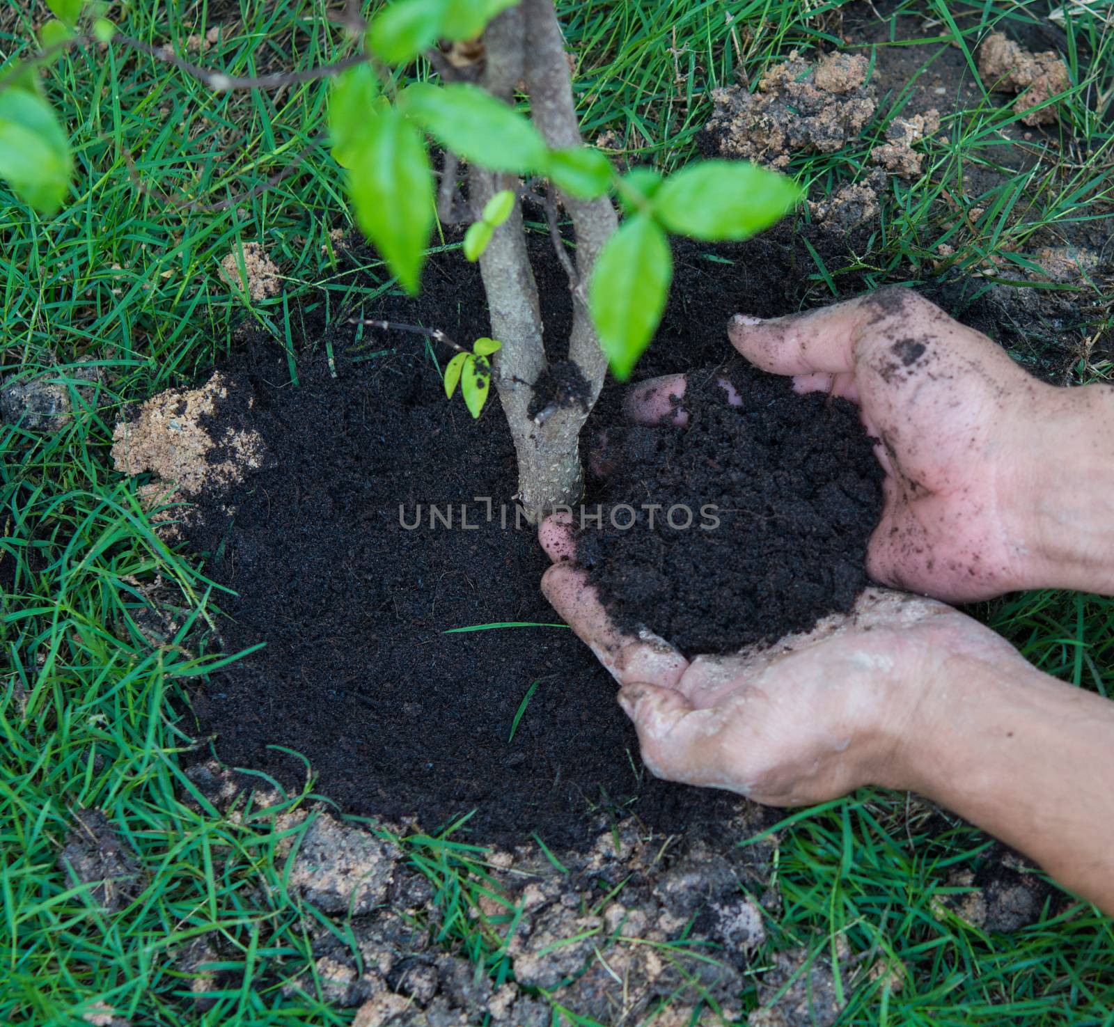 New life for plants a tree on green grass