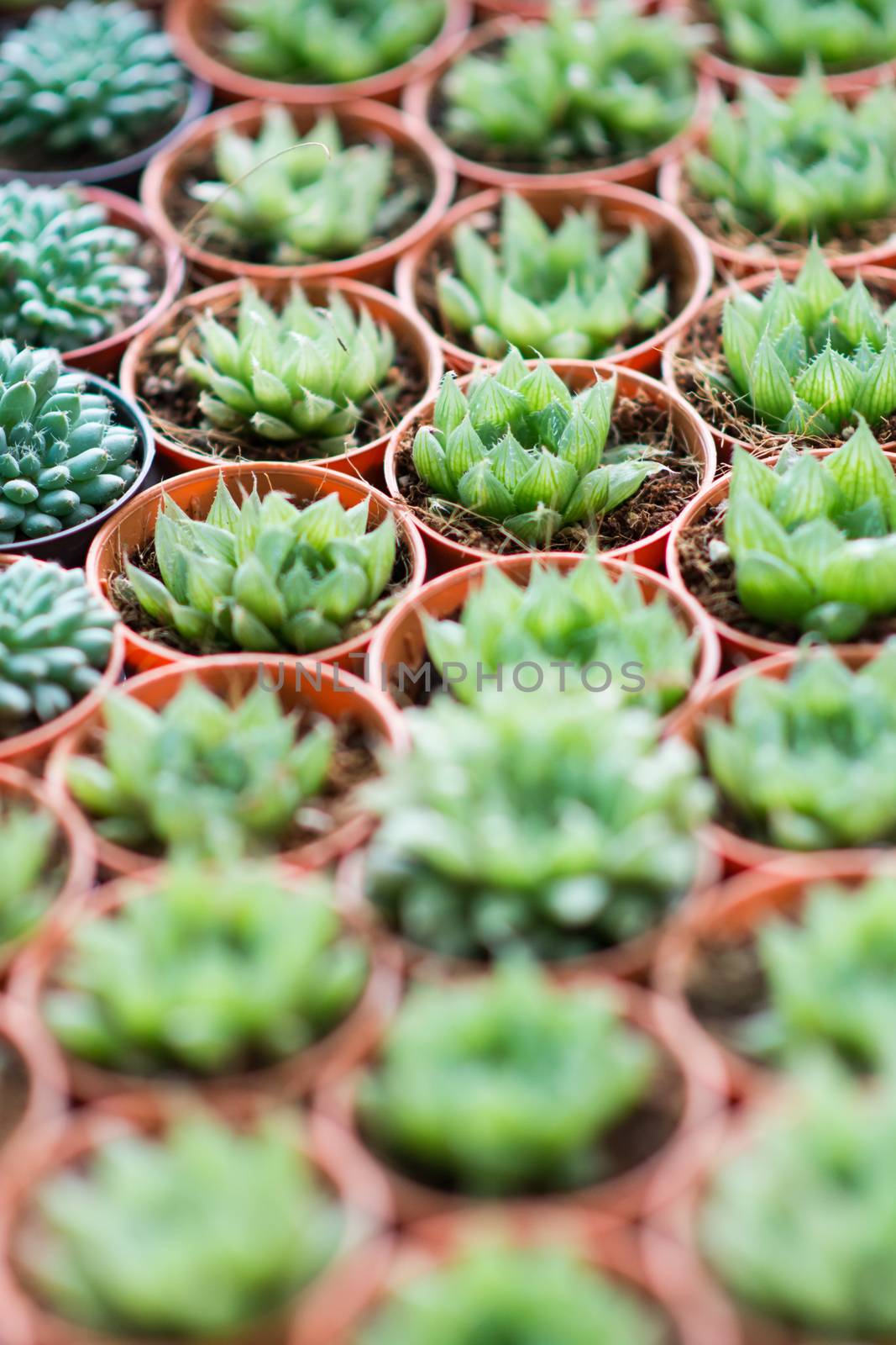 Arrangement miniature green succulent plants by Sorapop