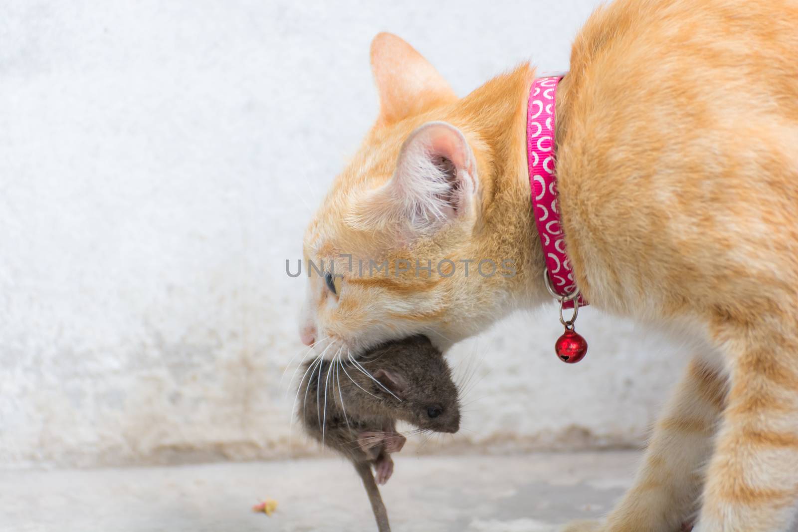 orange cat and hunting rat for survive