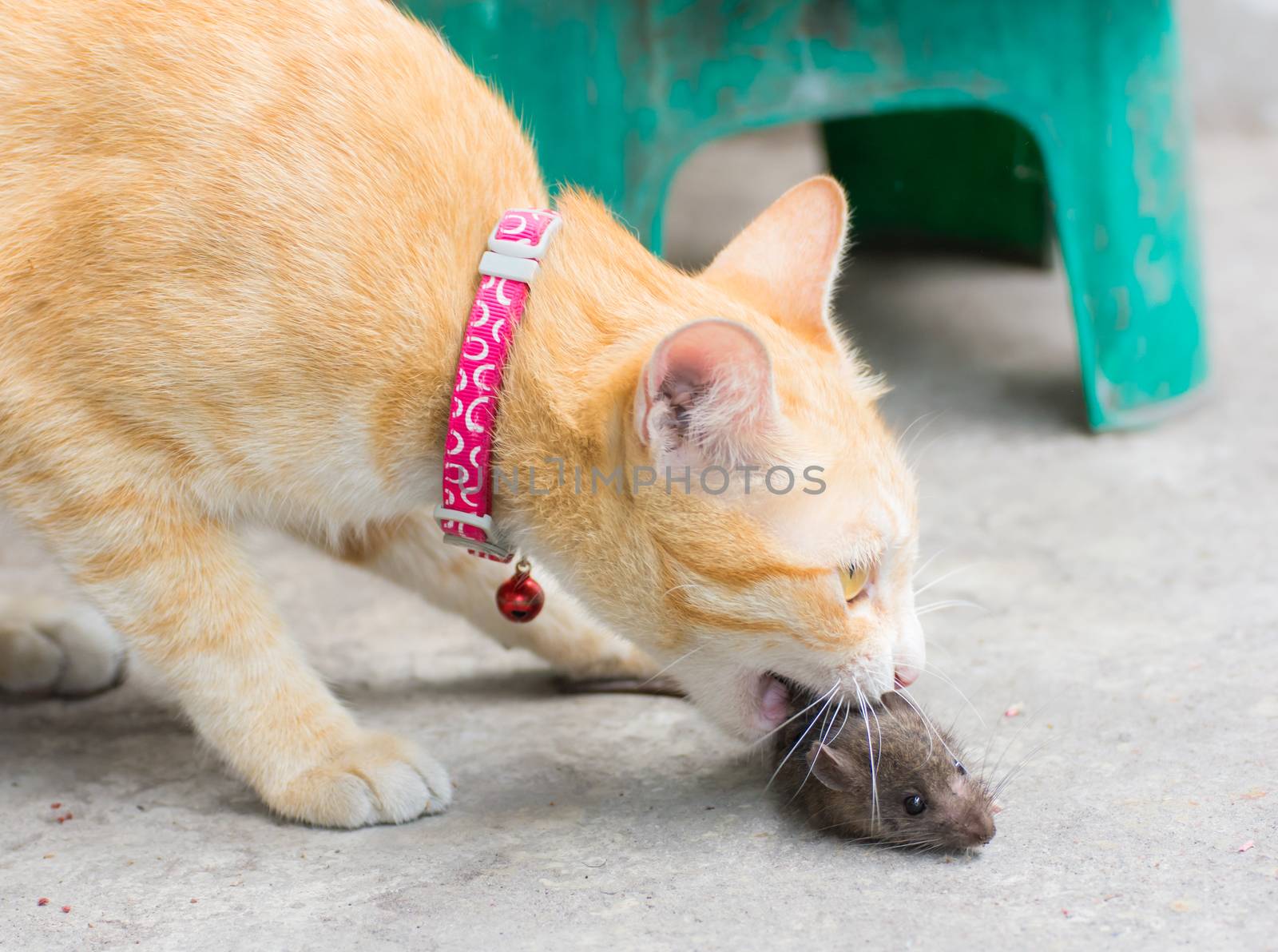 orange cat and hunting rat for survive
