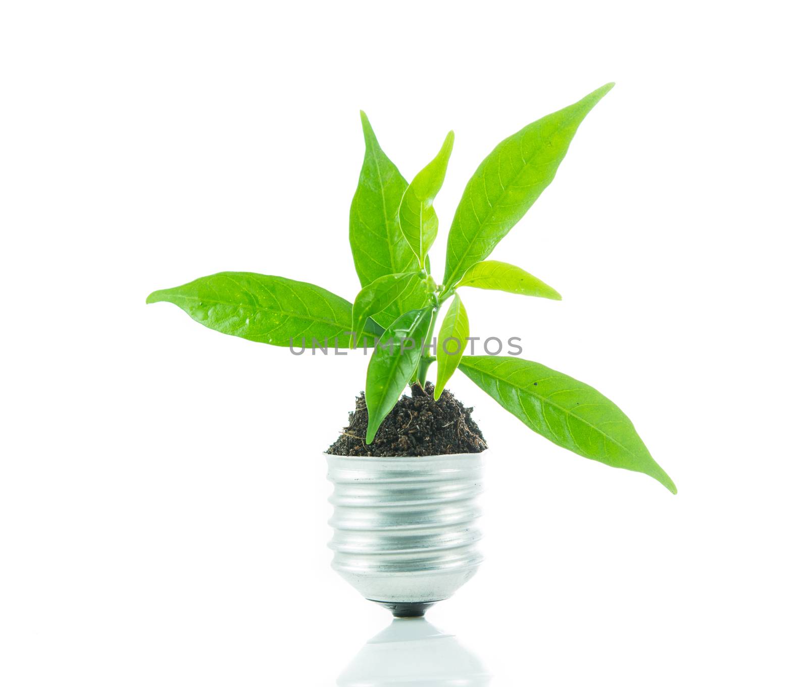 Green plant new life on lamp out of a bulb, green energy concept on over white background