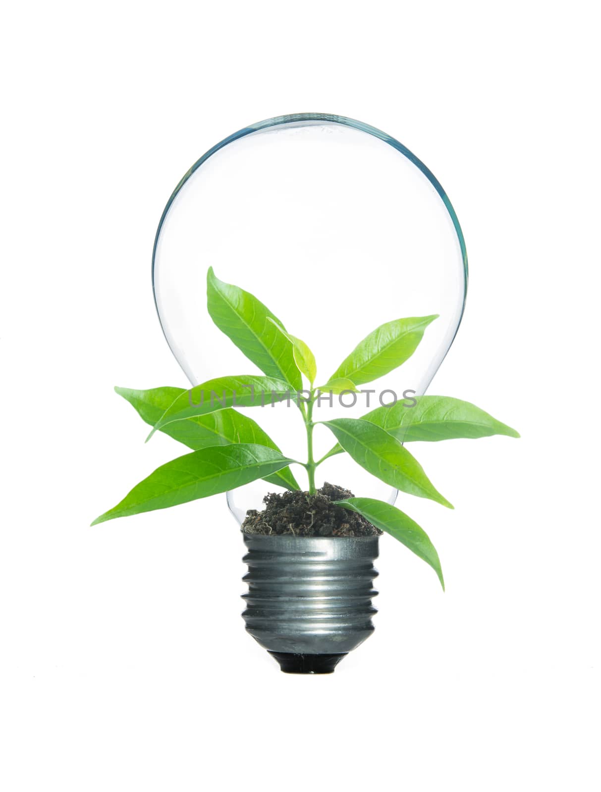 Tree sprout inside lamp light bulb isolate on over white background