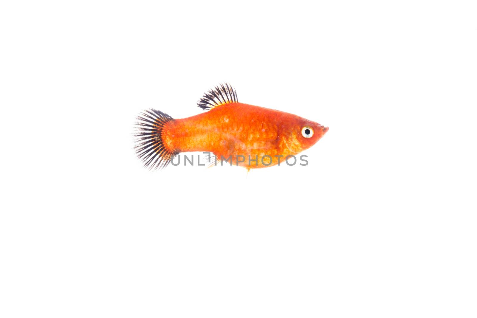 gold fish isolated on over white background