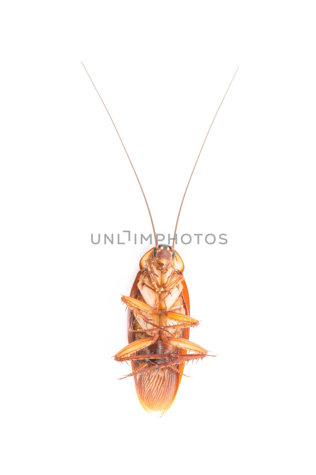 Macro Cockroaches dead dirty isolate on white background