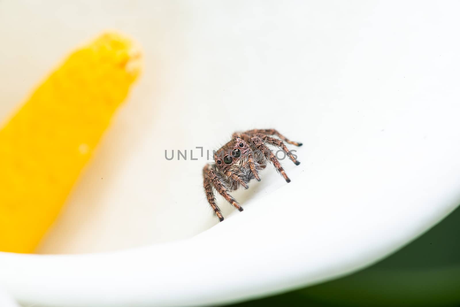 Macro shot of a jumping spider on a white Calla Lily flower